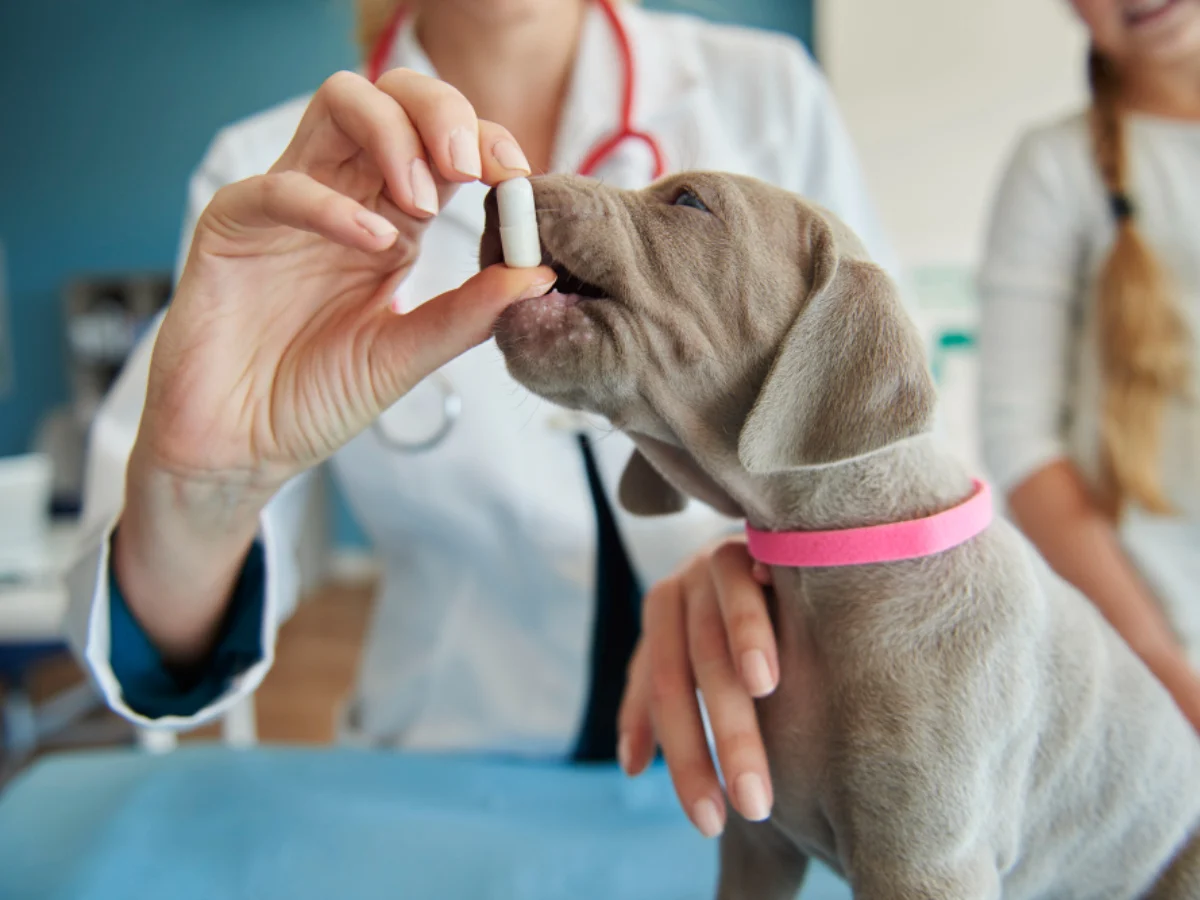 Detrazioni spese veterinarie