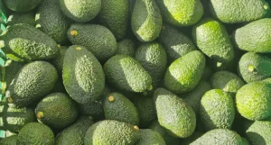 avocado siciliano lidl